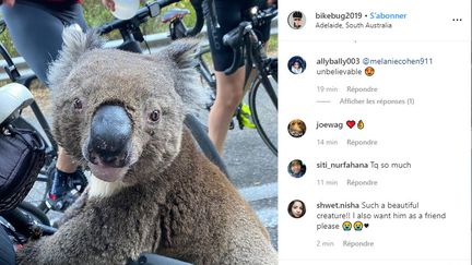 Un groupe de cyclistes australiens a porté secours à un koala assoiffé, dans la région d'Adélaïde, le 27 décembre 2019.&nbsp; (CAPTURE D'ECRAN)