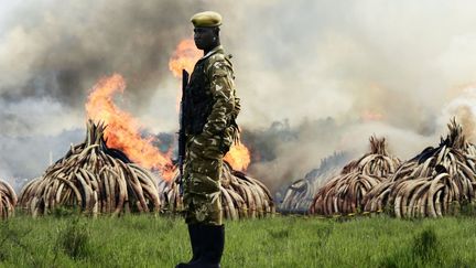 En brûlant l'ivoire, un «trésor» estimé à 150 millions de dollars sur le marché noir (le commerce de «l'or blanc» est interdit depuis 1989), le Kenya veut faire passer un message «fort» qu'il a martelé sans cesse en amont de la crémation dans le parc national de Nairobi: l'ivoire n'a de valeur que s'il se trouve sur un éléphant en vie. De son côté, le célèbre paléoanthropologue Richard Leakey, qui dirige le Service kényan de la faune (KWS), a lancé un appel aux pays d'Afrique australe, leur demandant de se débarrasser eux aussi de leurs stocks d'ivoire: «Tant que vous gardez ces stocks, vous suggérez qu'il y aura de nouveau un marché à l'avenir». Avant le Kenya, mais à plus petite échelle, le Malawi, le Mozambique, l'Ethiopie et le Gabon avaient eux aussi réduit en cendres des tonnes d'ivoire braconné. Soutenu par la France et le Gabon, le Kenya va réclamer une interdiction totale des ventes d'ivoire dans le monde. (CARL DE SOUZA / AFP - Mai 2016)