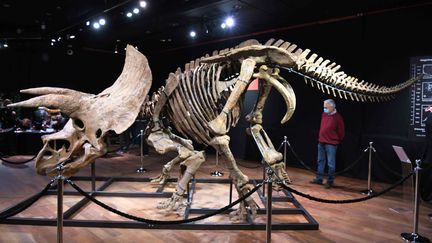 Le triceratops Big John, mis en vente le 21 octobre à Paris, chez Drouot. (CHINAPHOTOPRESS / MAXPPP)
