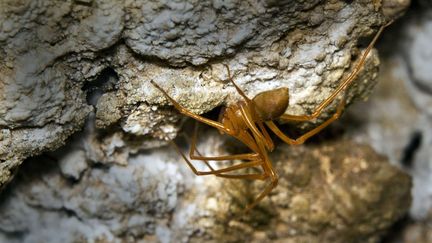 Une araign&eacute;e "voleuse des grottes", dans l'Oregon (Etats-Unis). (BRENT MCGREGOR / AP / SIPA)