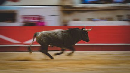 Photo d'illustration d'un toro lors de la feria des vendanges, à Nîmes, dans le Gard, en septembre&nbsp;2018. (JEAN CLAUDE AZRIA / MAXPPP)