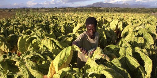 Paysan en train de récolter des feuilles de tabac à Odzi, à quelque 200 km à l'est de Harare, la capitale du Zimbabwe, le 18-2-2011. (Reuters - Philimon Bulawayo)