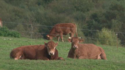 Exploitations agricoles : de nombreuses difficultés pour trouver des repreneurs (France 3)