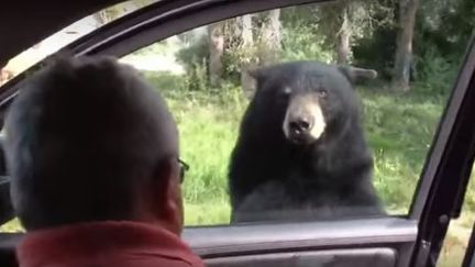 Un ours ouvre la voiture de touristes, début juin 2016, dans le parc de Yellowstone (Etats-Unis). (YOUTUBE)