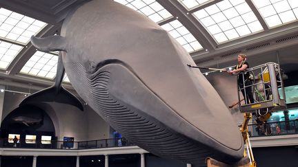 Au mus&eacute;um am&eacute;ricain d'histoire naturelle de New York (Etats-Unis), une employ&eacute;e nettoie la r&eacute;plique en fibre de verre d'une baleine bleue expos&eacute;e dans le hall, le 8 juillet 2014. (TIMOTHY A. CLARY / AFP)