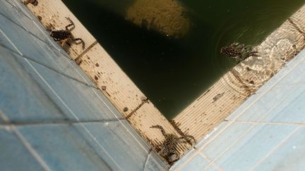 Une ancienne piscine d'entraînement désormais colonisée par les grenouilles, à Athènes, où se sont tenus les JO d'été de 2004, en août 2012. (THANASSIS STAVRAKIS / AP/ SIPA)