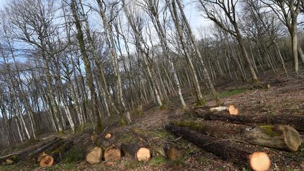 Une forêt cultivée à Avoise (Sarthe), en février 2022. (JEAN-FRANCOIS MONIER / AFP)