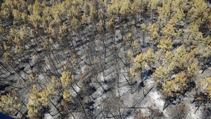 Forêt ravagée par le feu à Lacanau (Gironde) (AFP - JEAN-PIERRE MULLER)