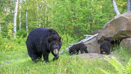 Un ours noir et ses petits, aux Etats-Unis, le 3 août 2017. (SYLVAIN CORDIER / BIOSPHOTO)