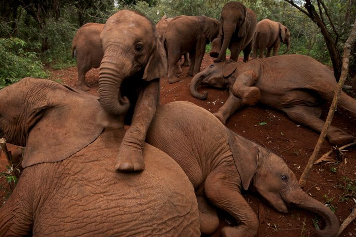 À l’orphelinat des éléphants du David Sheldrick Wildlife Trust (DSWT). Parc national de Nairobi, Kenya, 2010.
 (Michael Nichols / National Geographic Creative)