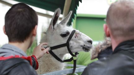 Serge le lama au stade Chaband-Delmas, &agrave; Bordeaux (Gironde), le 10 novembre 2013. (  MAXPPP)