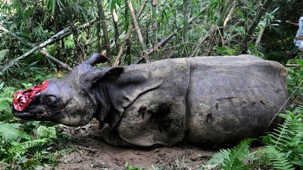 Des villageois observent un rhinoc&eacute;ros s&eacute;rieusement bless&eacute; apr&egrave;s avoir eu sa corne arrach&eacute;e par des braconniers &agrave; Parku (Inde), le 26 septembre 2012. Des v&eacute;t&eacute;rinaires tentent depuis de la sauver. (BIJU BORO / AFP)