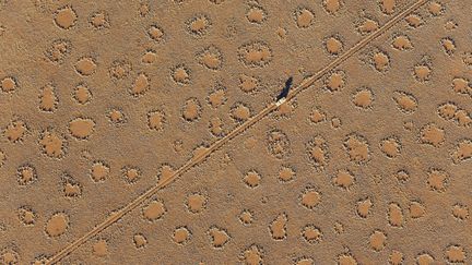 Des "cercles de fée" dans le désert namibien,&nbsp;en 2016. (THOMAS DRESSLER / BIOSPHOTO / AFP)