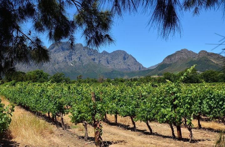 Vignoble à Franschhoek dans la province du Western Cape en Afrique du Sud. (PLANCHARD ERIC / HEMIS.FR / HEMIS.FR)