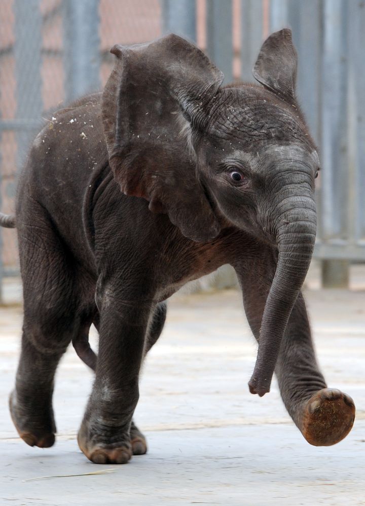 Rungwe est né par insémination artificielle, le 6 août 2012 au zoo de Beauval (Loir-et-Cher).&nbsp; (JEAN-FRANCOIS MONIER / AFP)