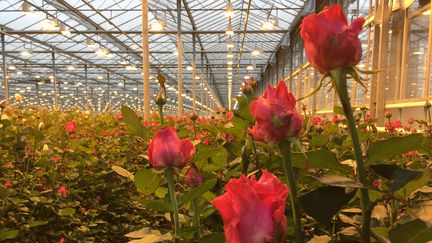 Une serre&nbsp;de roses de&nbsp;"Meijer roses" à Pijnacker, aux Pays-Bas, en février 2019. (GRÉGOIRE LECALOT / FRANCEINFO)