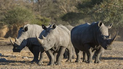 Trois rhinocéros blancs photographiés dans le désert du Kalahari au Botswana en 2017. L'espèce est considérée en voie d'extinction.&nbsp; (PITAMITZ SERGIO / HEMIS.FR / HEMIS.FR)