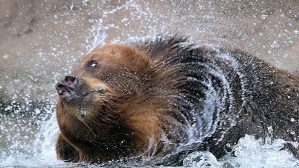 Kamchatka, une ourse brune du zoo de Brno (R&eacute;publique Tch&egrave;que) se d&eacute;tend dans son bassin, le 31 mai 2012. (RADEK MICA / AFP)