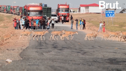 VIDEO. Chine : ils écopent de 2 000 euros d'amende chacun pour avoir poursuivi des antilopes en Jeep