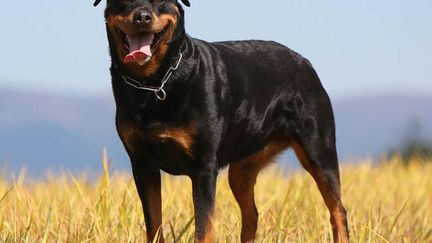 Un rottweiler a mordu une fillette.