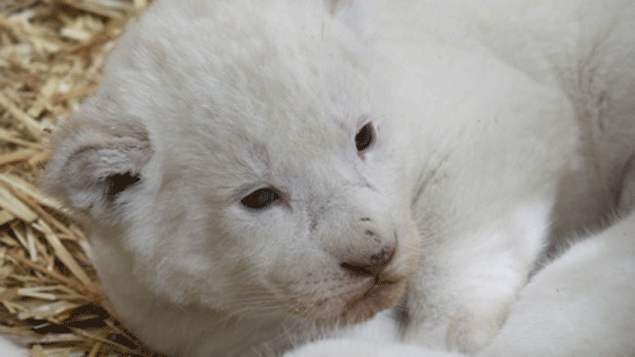 &nbsp; (Naissance de trois lions blancs. © Marine M.)