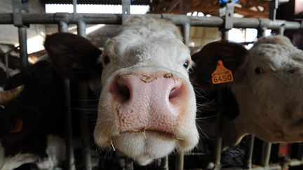 Accord à minima pour les producteurs de lait