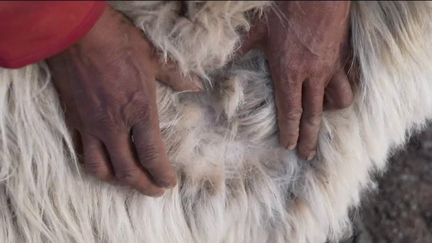 Himalaya : le pashmina, une laine d'exception produite en hauteur (France 2)