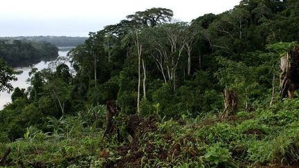 Au Gabon, la forêt recouvre environ 85% des terres. (Christophe LEPETIT / Onlyword / AFP)