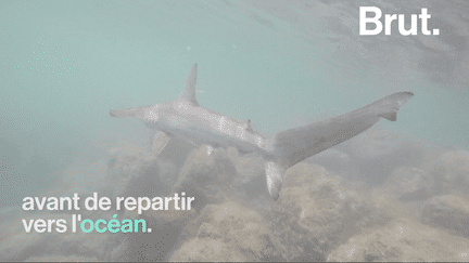 brut : requin marteau