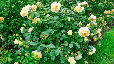 Versailles : le jardin à l'honneur