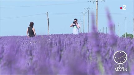 De nombreux lavandiculteurs tirent la sonnette d'alarme contre le manque de respect de certains touristes, qui n'hésitent pas à piétiner les champs et à se coucher sur la lavande. (FRANCE 2)