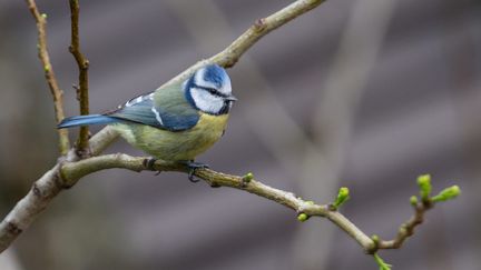 La mésange fait partie des espèces actuellement concernées par la chasse à a glu. Photo d'illustration. (AURELIEN MORISSARD / MAXPPP)