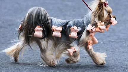 Un yorkshire terrier en coulisses du concours canin de&nbsp;Schoenefeld (Allemagne), le 30 mars 2014. (MARKUS SCHREIBER / AP / SIPA)