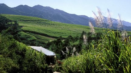 Champ de canne à sucre en fleur, Saint Louis, Ile de La Réunion.&nbsp; (GAMMA-RAPHO VIA GETTY IMAGES)