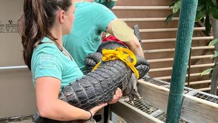 Les douanes saisissent quatre alligators du Mississippi lors d'un contrôle au péage du Boulou à la frontière espagnole, le 7 juin 2022. (DOUANES FRANCAISES)