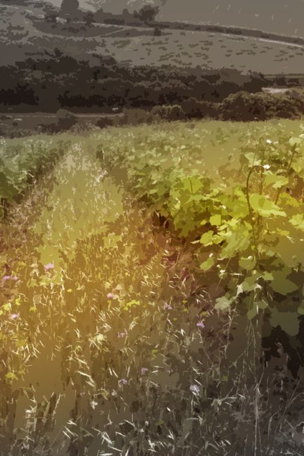 Des vignes cultivées en agriculture biologique, avec de l'herbe entre les parcelles, le 30 mai 2018 à Cabrerolles (Hérault). (MAXPPP)