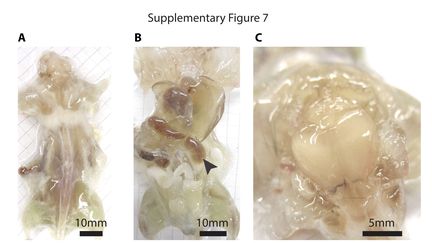 Des chercheurs sont parvenus &agrave; rendre une souris transparente, comme le montrent ces photos diffus&eacute;es par la revue "Cell", jeudi 31 juillet 2014. (YANG ET AL / AP / SIPA)