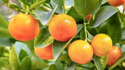 &nbsp; (Un calamondin, autrement appelé "Citrofortunella microcarpa" © Fotolia)