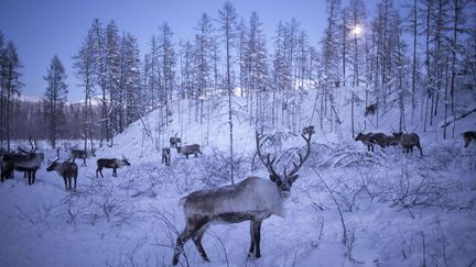 &nbsp; (Forêts de Sibérie © Amos Chapple/REX/REX/SIPA)