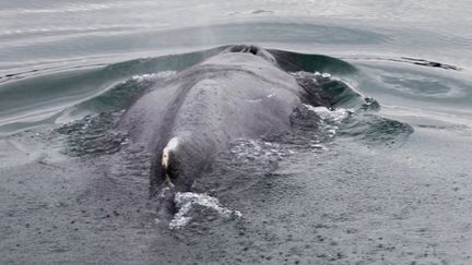 Ille-et-Vilaine : la baleine égarée dans la Rance a retrouvé son chemin (FRANCE 3)