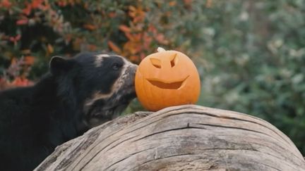 Citrouilles et animaux