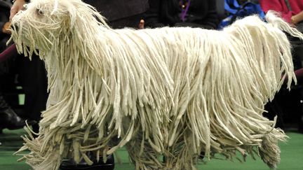 Si le concours &eacute;tait au d&eacute;part r&eacute;serv&eacute; aux chiens de chasse, il est aujourd'hui ouvert &agrave; tous. (TIMOTHY A. CLARY / AFP)