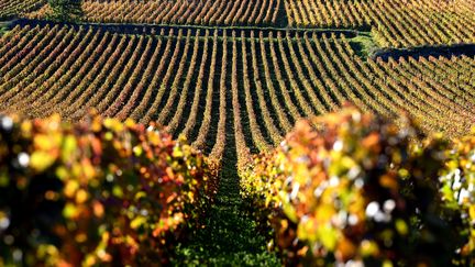 Le domaine de Romanée Conti sur la commune de Vosne-Romanée en Côte-d'Or.  (ERIC FEFERBERG / AFP)