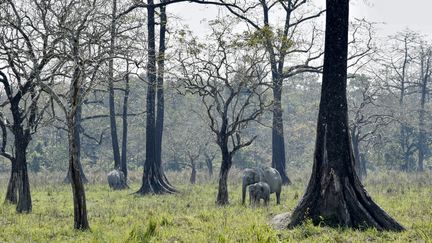 Des éléphants en Inde. (Illustration).&nbsp; (DAVID TALUKDAR / AFP)