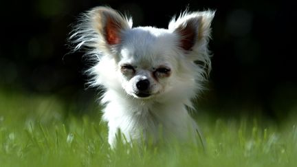 Le chihuahua Denka, le plus petit chien du monde (18,8 cm de long),&nbsp;selon le livre des records Guinness de 2004, &agrave; Revuka (Slovaquie), le 17 septembre 2004. (PETR JOSEK SNR / REUTERS )