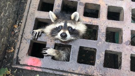 Un raton-laveur coincé dans une grille d'égouts dont il a fini par être extrait, le 1er août 2019, à Newton, dans le Massachusetts (Etats-Unis). (HO / NEWTON FIRE DEPARTMENT / AFP)