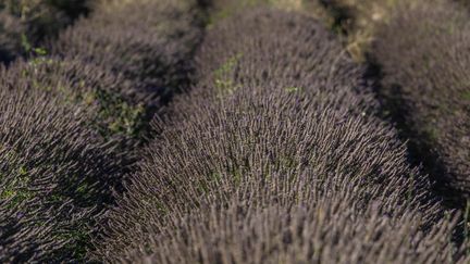 Un champ de lavande dans le Parc naturel régional du Lubéron, qui s'étend des Alpes-de-Haute-Provence au Vaucluse. (AURELIEN MORISSARD / MAXPPP)