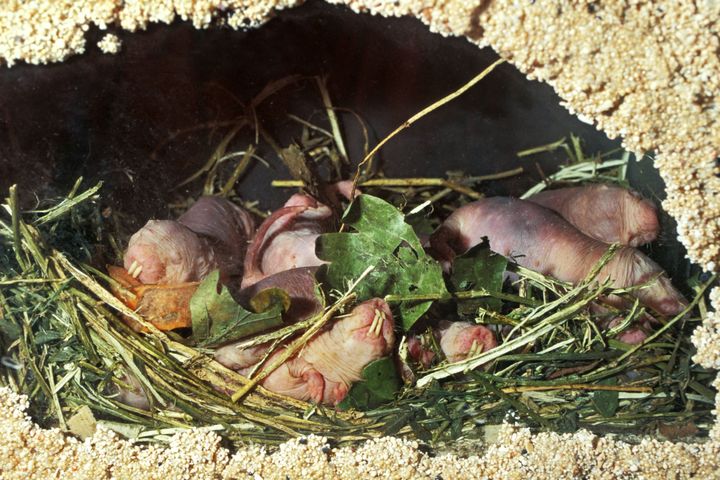 Nid de rats-taupes nus. Ces mammifères végétariens, sans poil et possédant deux grandes incisives, vivent en colonies sous terre, en Afrique de l'Est. (K. WOTHE / BLICKWINKEL)