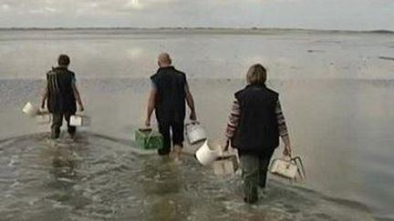 Pêche à pied : à la rencontre des deux dernières verrotières de la Somme