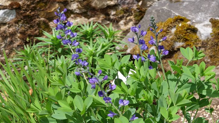 Le lupin indigo&nbsp;(Baptisia australis), à marier avec la bermudienne.&nbsp; (ISABELLE MORAND / RADIO FRANCE / FRANCE INFO)